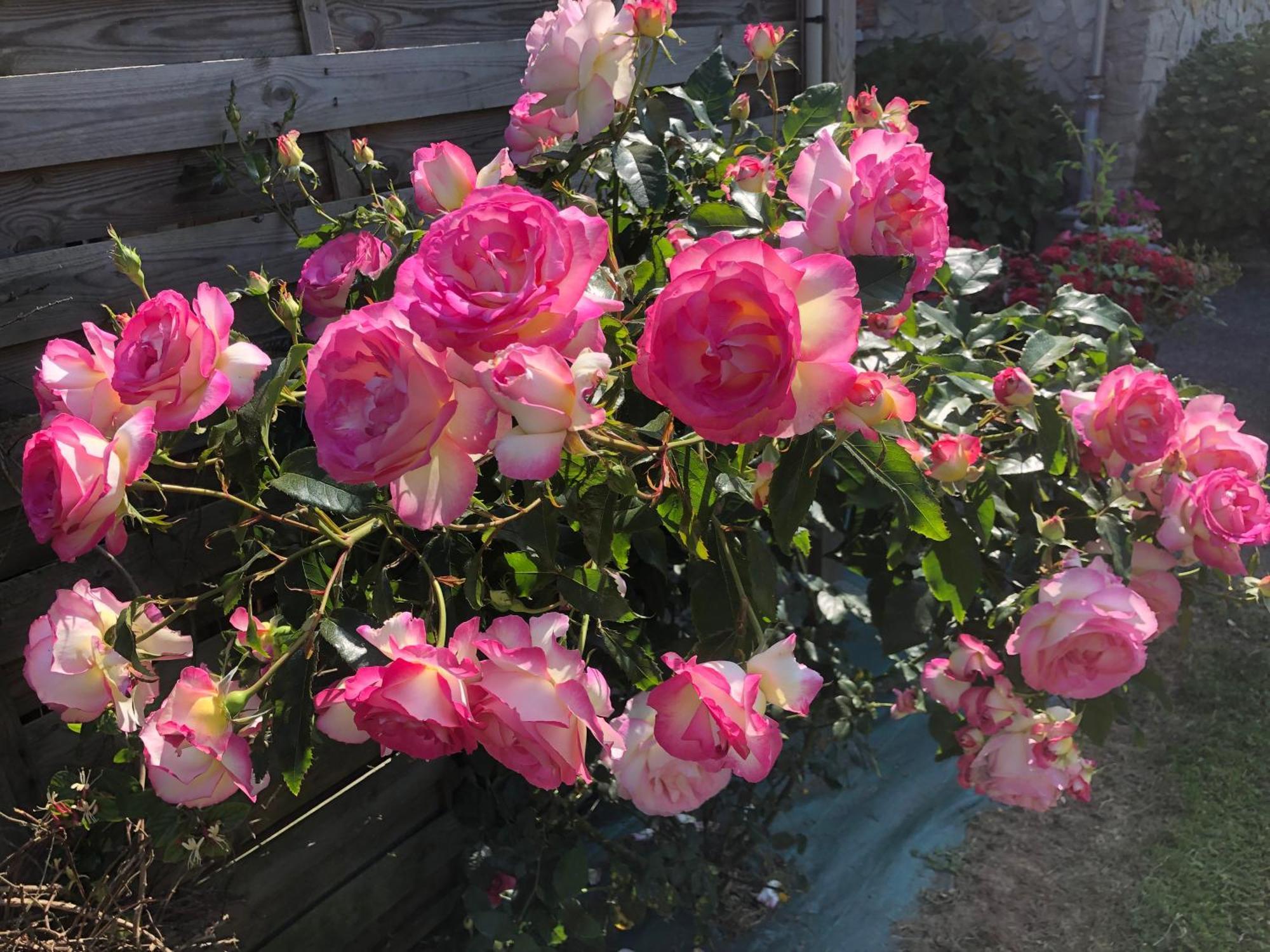Les Hortensias Grand-Fougeray Exterior photo